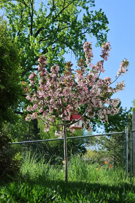 Blooming crabapple tree with pink flowers and birdhouse in Burnsville, Minnesota.