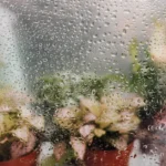 Bouturer l'aucuba en août-septembre : 8 à 12 cm, puis patience Blurred view of potted plants seen through a dew-covered window, creating a fresh atmosphere.