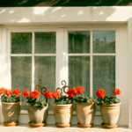 Tulipes en pot : planter d'octobre à décembre, sans bulbes noyés Bright red geraniums in terracotta pots adorning a rustic window sill, conveying a warm and welcoming vibe.