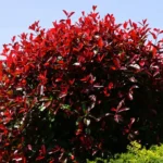 Photinia en haie : 5 pièges avant de planter, et le rouge qui pique Bright red Photinia bush with lush foliage in a sunlit garden. A vivid display of nature's colors.