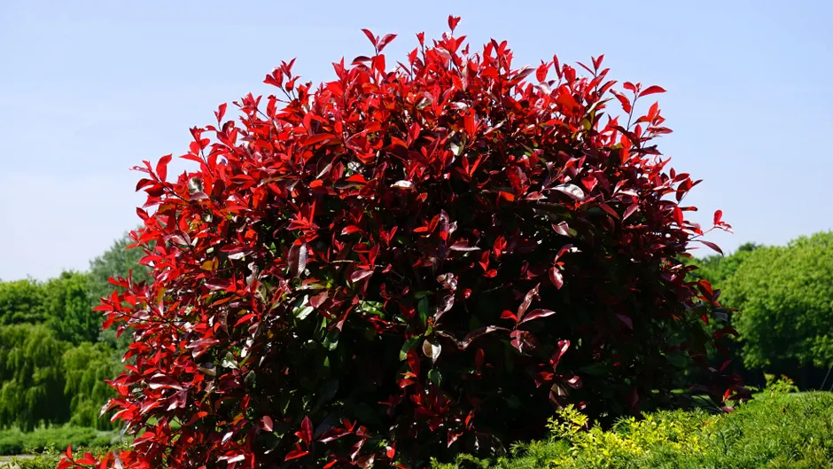 Bright red Photinia bush with lush foliage in a sunlit garden. A vivid display of nature's colors.