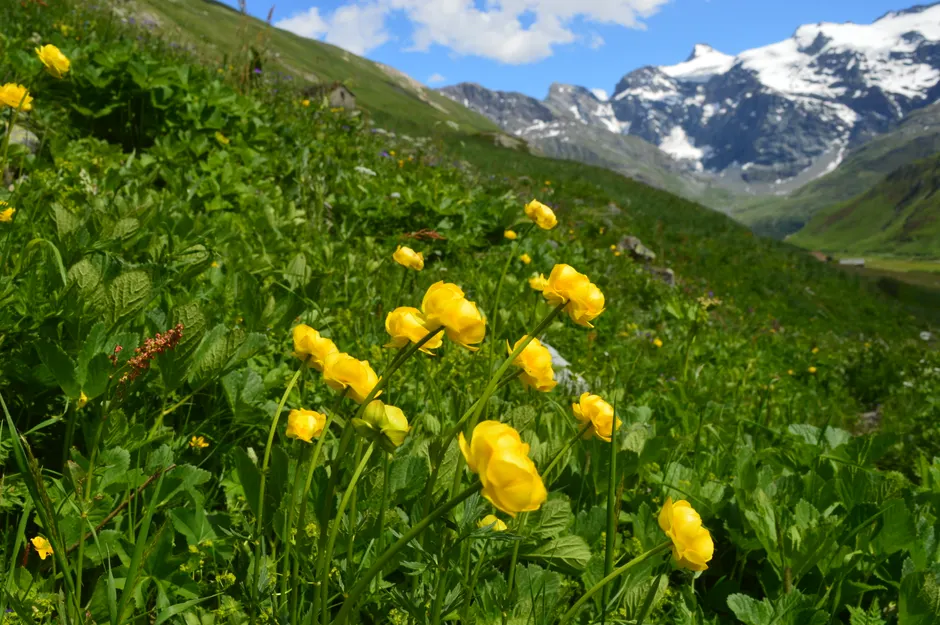 Bright yellow flowers bloom in a lush alpine meadow with snow-capped mountains in the background.