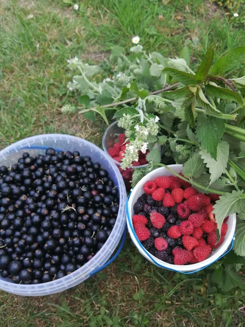 Buckers of ripe blackcurrants, raspberries, and foliage on grass.