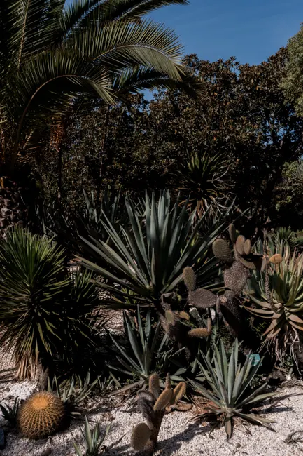 Cacti and lush palm trees in a Moroccan garden, showcasing exotic desert vegetation.