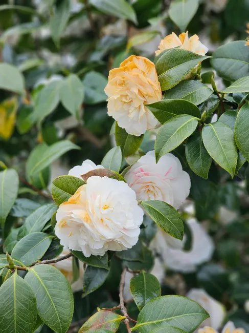 Captivating close-up of blooming yellow and white camellias in a lush garden setting.