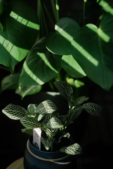 Captivating indoor houseplants with dynamic light and shadow play. Perfect for nature and home decor enthusiasts.