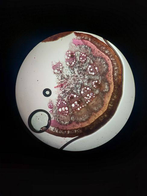 Close-up microscopic image of fungal spores in a Petri dish with colorful patterns.