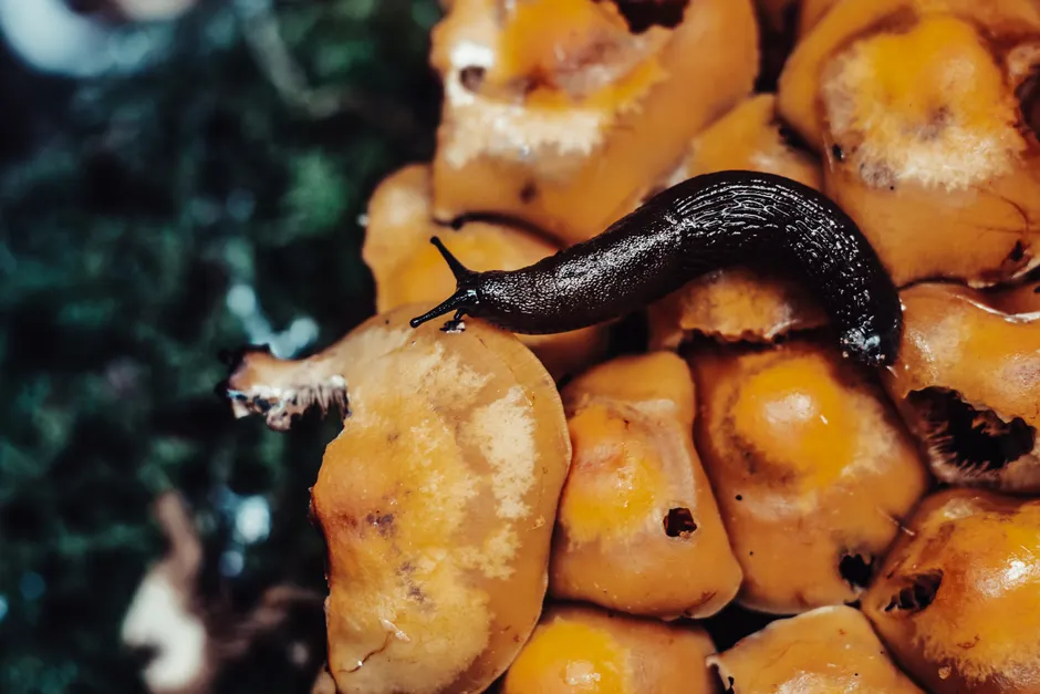 Close-up of a black slug on wild mushrooms, showcasing nature's details.