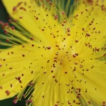 Close-up of a blooming yellow Hypericum perforatum flower with delicate petals.