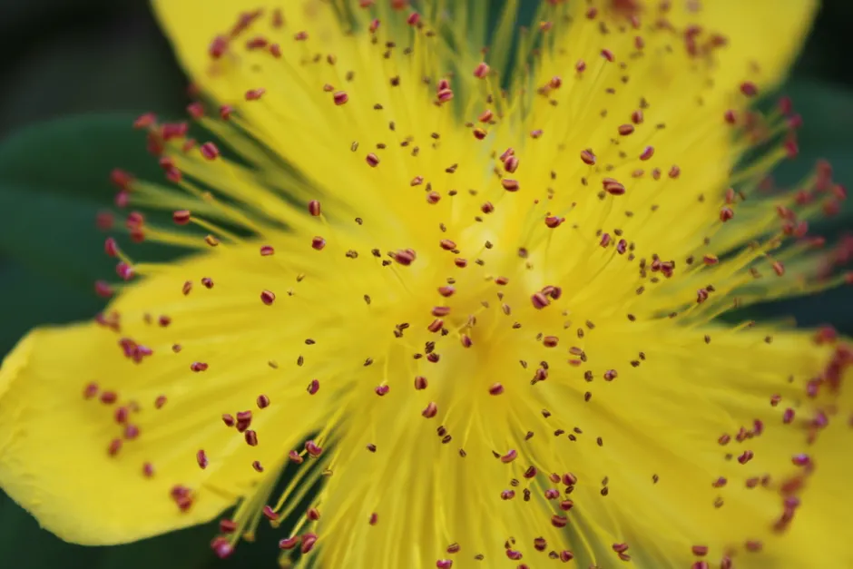 Close-up of a blooming yellow Hypericum perforatum flower with delicate petals.