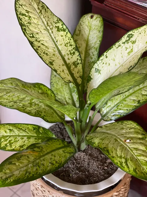 Close-up of a Dieffenbachia plant with variegated leaves in a wicker pot indoors.