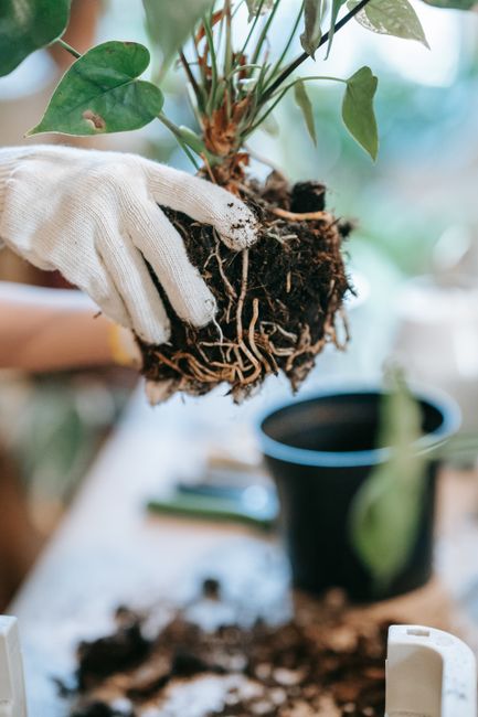 Close-up of a gardener holding a plant with exposed roots above a pot, showing home gardening concept.