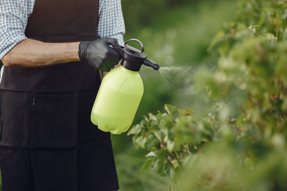 Close-up of a gardener using a manual sprayer on bushes outdoors, focusing on plant care.