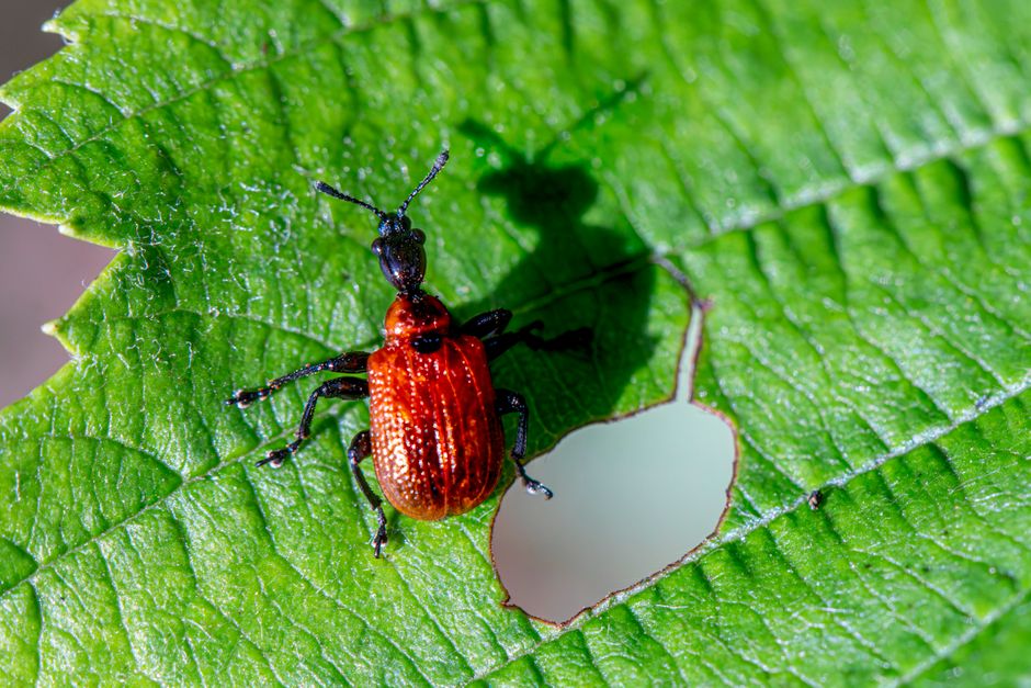 Close-up of a hazel-leaf roller weevil on a green leaf, showcasing natural pest behavior.