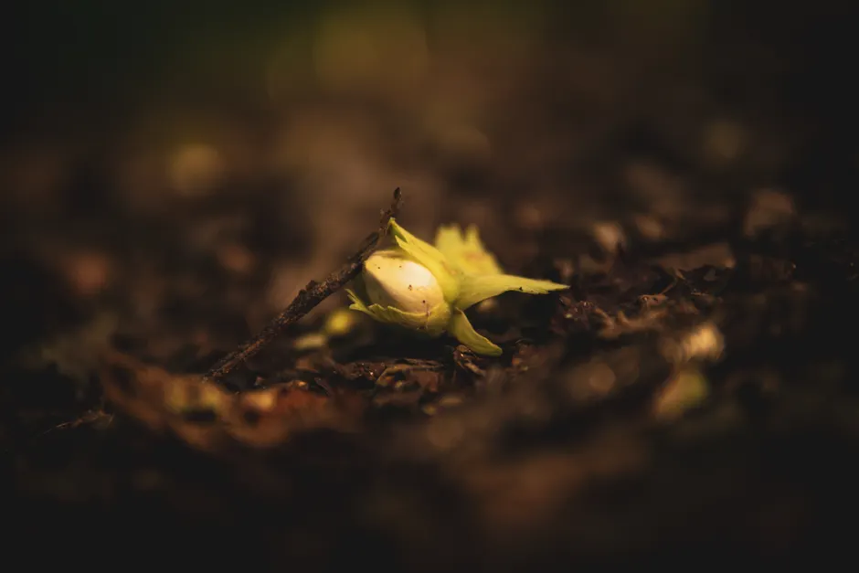 Close-up of a hazelnut nestled in leaves and soil, showcasing natural beauty.