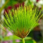 Cyperus alternifolius : pot, eau et gel sans faux pas Close-up of a lush Cyperus papyrus plant with vibrant green fronds in a botanical garden.