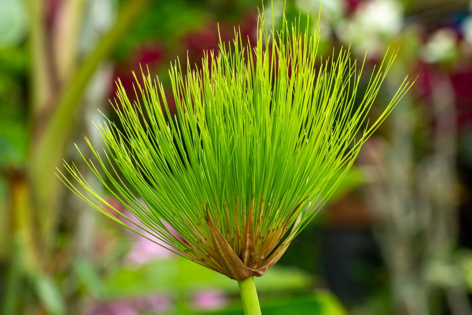 Close-up of a lush Cyperus papyrus plant with vibrant green fronds in a botanical garden.