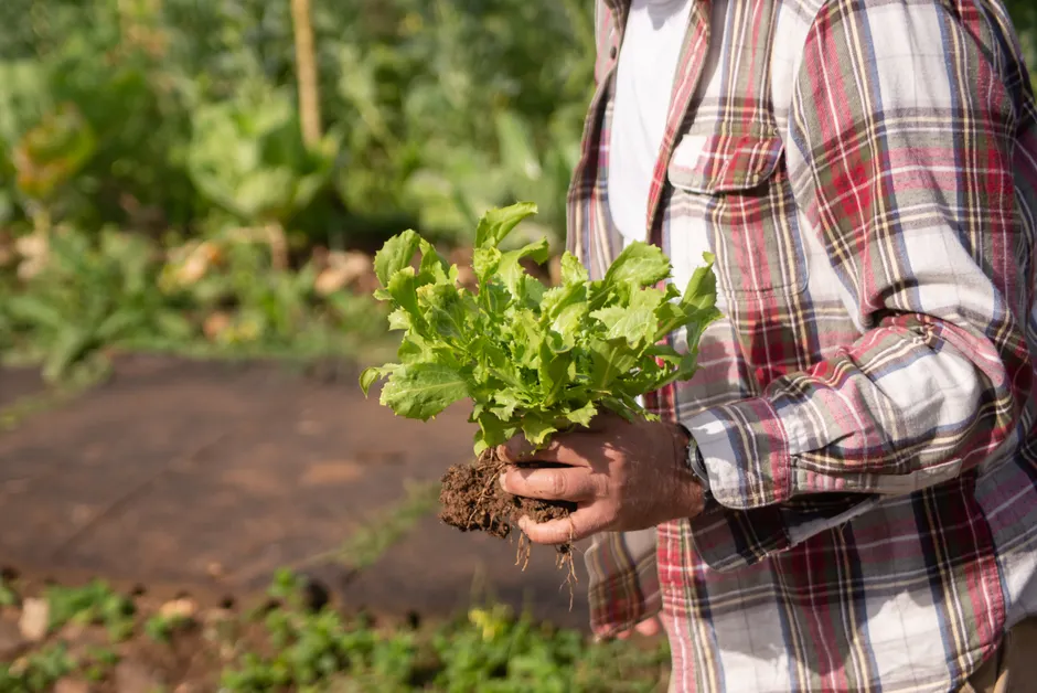 Close-up of a person harvesting fresh lettuce in a sunny Portuguese garden, showcasing natural produce.
