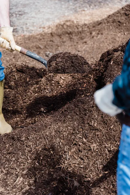 Close-up of a person shoveling compost in an outdoor garden setting, indicative of gardening or agriculture.