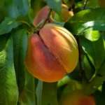 Close-up of a ripe peach on a leafy branch, showcasing natural freshness and vibrant colors.