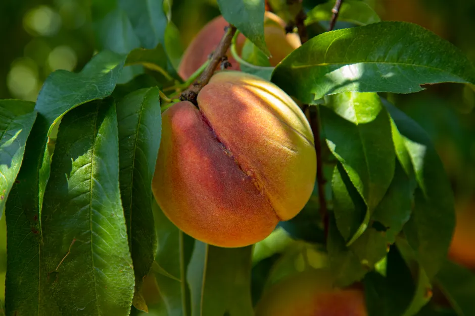 Close-up of a ripe peach on a leafy branch, showcasing natural freshness and vibrant colors.