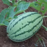 Coloquinte toxique : semis d'avril, fruits d'automne, pas de ratatouille Close-up of a ripe watermelon on the vine, displaying vibrant green colors in an organic garden setting.