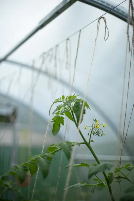 Close-up of a tomato plant growing in an indoor greenhouse environment.