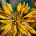 Close-up of a vibrant yellow flower in full bloom, highlighting its intricate details.
