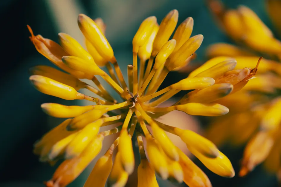 Close-up of a vibrant yellow flower in full bloom, highlighting its intricate details.