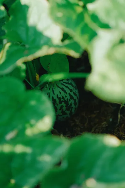 Close-up of a watermelon growing amidst leaves in a sunny garden, symbolizing fresh summer harvest.