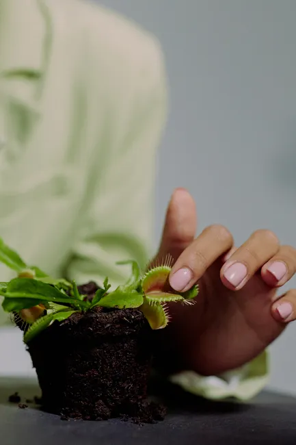 Close-up of a woman's hand gently interacting with a potted Venus flytrap in a studio setting.