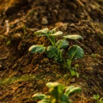 Pommes de terre : juin passe encore, juillet joue gros Close-up of a young potato plant emerging from soil in a garden.
