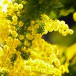 Mimosa en pleine terre : septembre à avril, le gel tranche Close-up of bright yellow mimosa flowers with green foliage, showcasing spring vibrancy.
