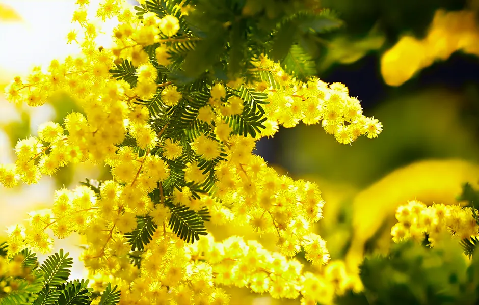 Close-up of bright yellow mimosa flowers with green foliage, showcasing spring vibrancy.