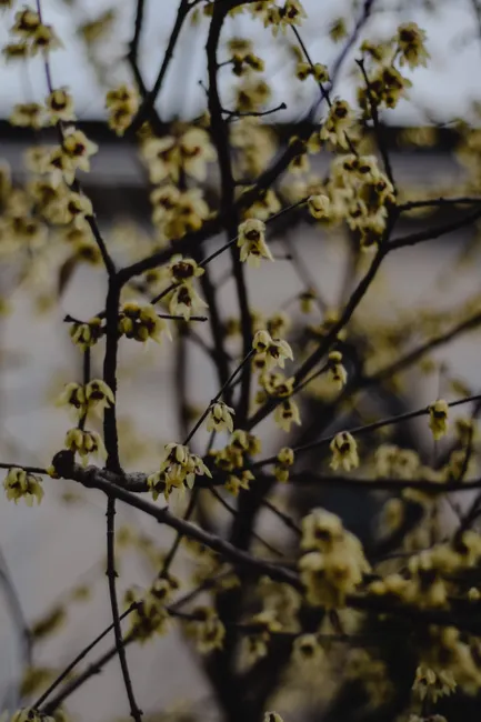 Close-up of Chimonanthus praecox blossoms with a blurred background, captured in Bergamo, Italy.