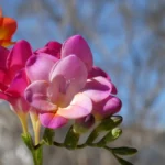Freesia : planter en avril, fleurir en juillet, sans noyer les cormes Close-up of colorful freesia flowers blooming under a clear blue sky, capturing their vibrant hues.