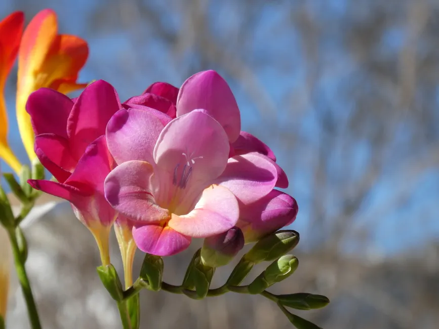 Close-up of colorful freesia flowers blooming under a clear blue sky, capturing their vibrant hues.