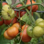 Tomate portugaise : des fruits de plus de 500 g, récolte à partir de mi-août, patience requise Close-up of colorful heirloom tomatoes ripening on the vine in a garden setting, showcasing natural textures.