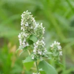 Calament népéta : 40 à 50 cm, des fleurs jusqu'en octobre, gare au sol lourd Close-up of flowering catnip plant with white blooms surrounded by lush green foliage.