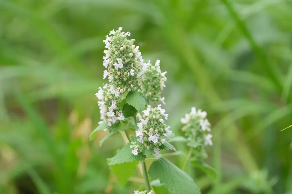 Close-up of flowering catnip plant with white blooms surrounded by lush green foliage.
