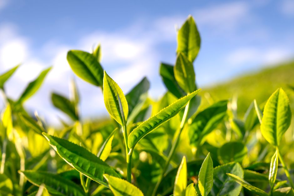Close-up of fresh green tea leaves basking in bright sunlight.