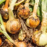 Close-up of freshly harvested onions with soil, showcasing garden freshness and rural agriculture.