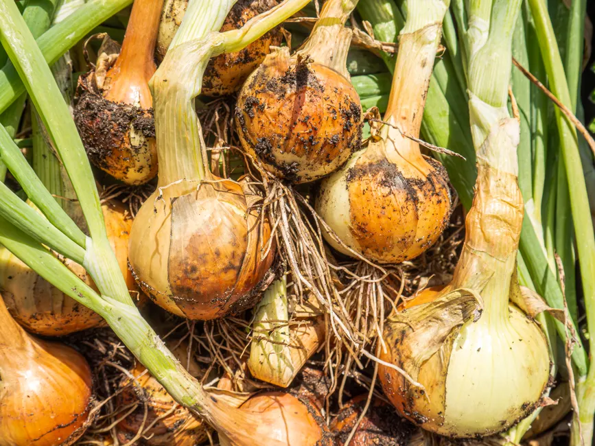 Close-up of freshly harvested onions with soil, showcasing garden freshness and rural agriculture.