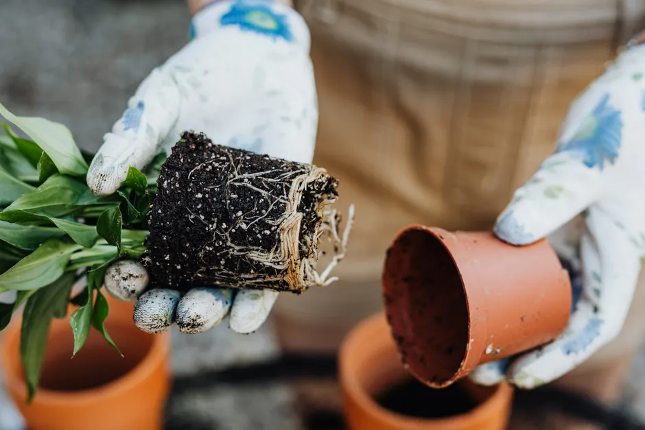 Close-up of gardener's hands transplanting plant with visible roots into clay pot.