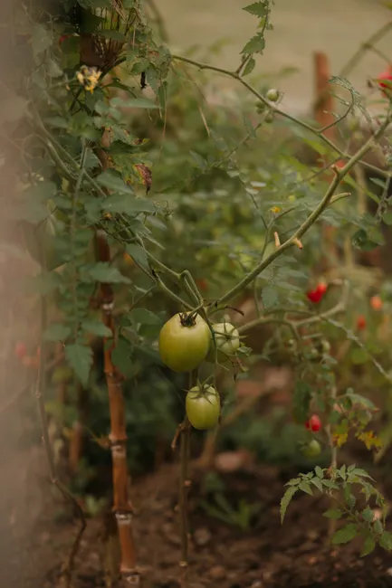 Close-up of green tomatoes growing on a vine in a rustic garden setting.