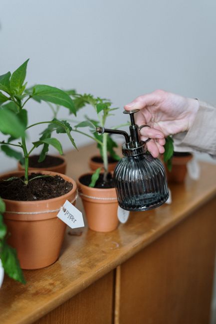 Close-up of hand watering potted plants indoors with a sprayer, showcasing home gardening.
