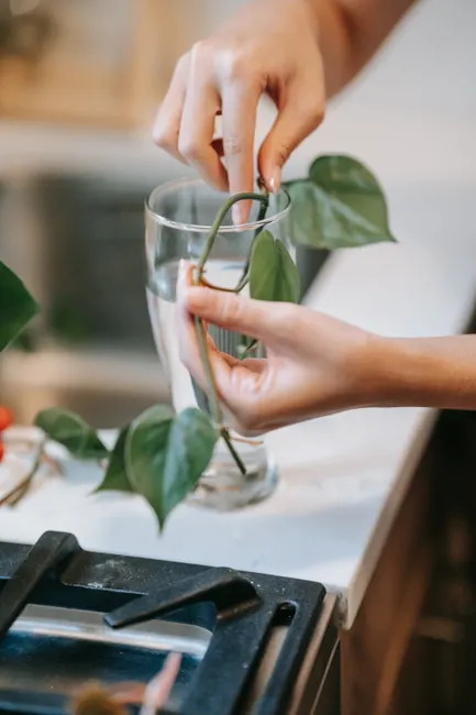 Close-up of hands arranging plant cuttings in a glass for propagation on a kitchen counter.