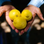 Close-up of hands holding three fresh yellow lemons in sunlight. Outdoor scene.