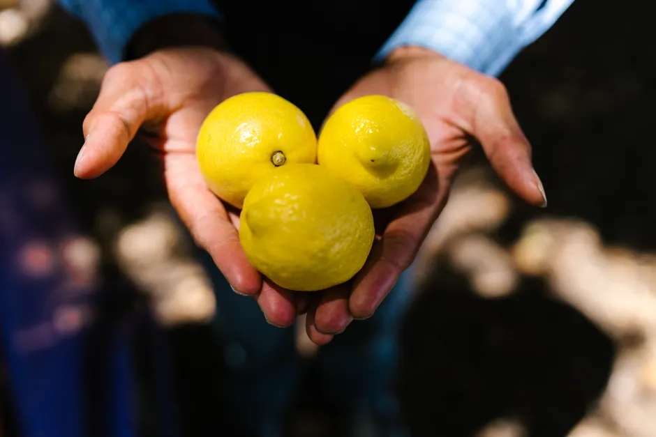 Close-up of hands holding three fresh yellow lemons in sunlight. Outdoor scene.