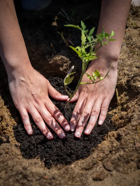 Close-up of hands nurturing a young tomato plant in garden soil outdoors.